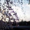 夕方のしだれ桜