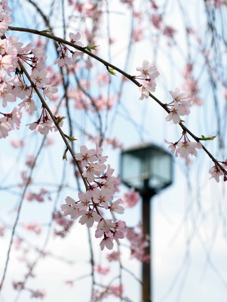 しだれ桜