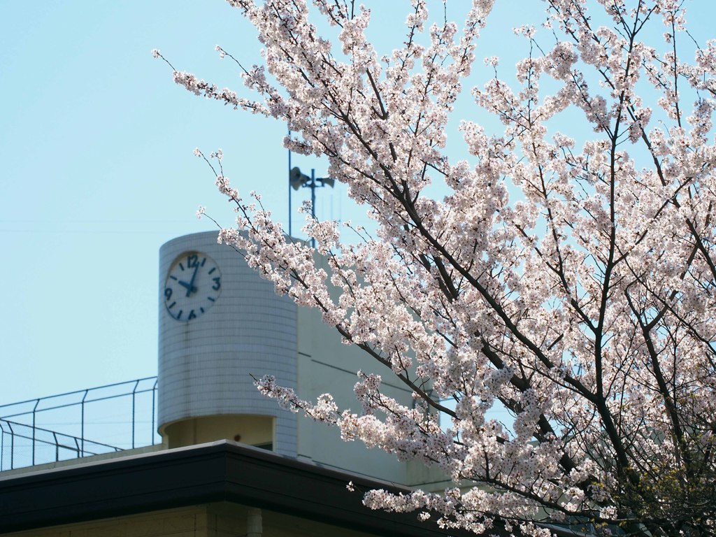 桜のお出迎え