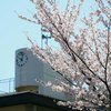 桜のお出迎え