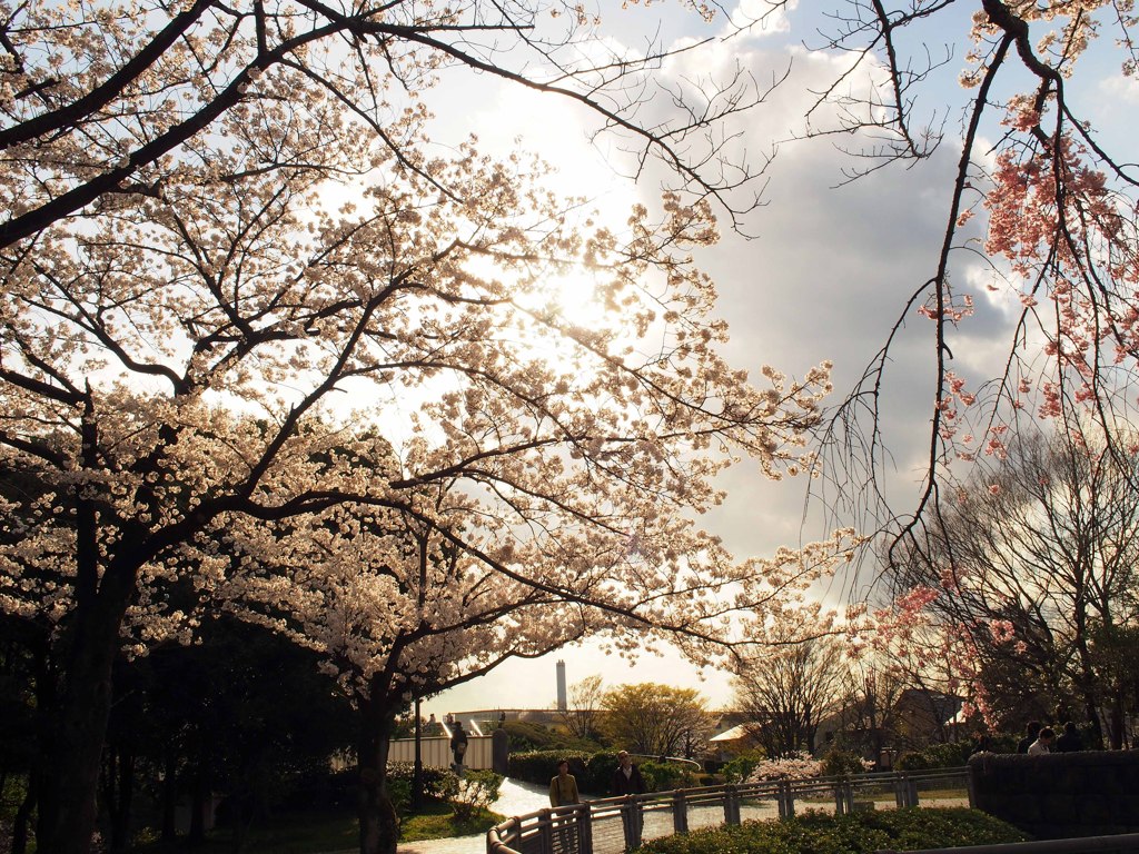 桜