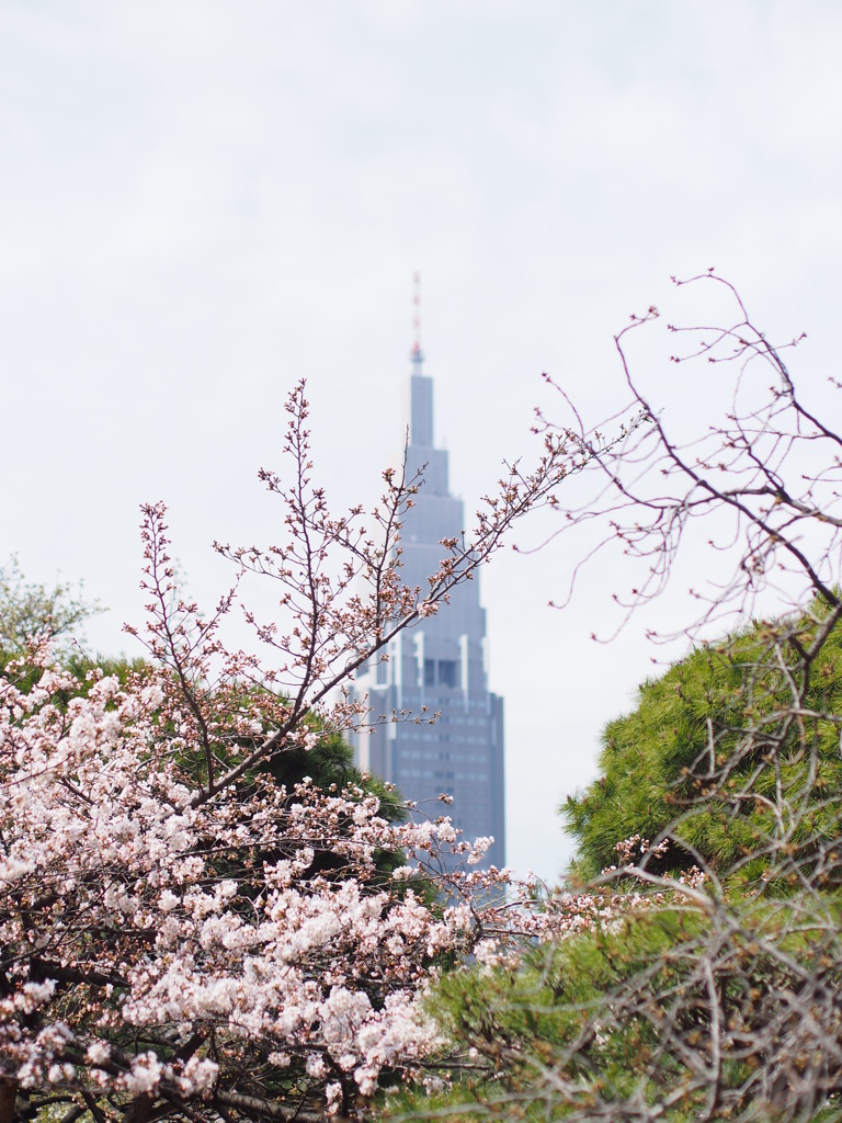 新宿の桜