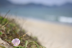 浜昼顔