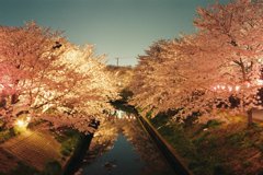 夜桜