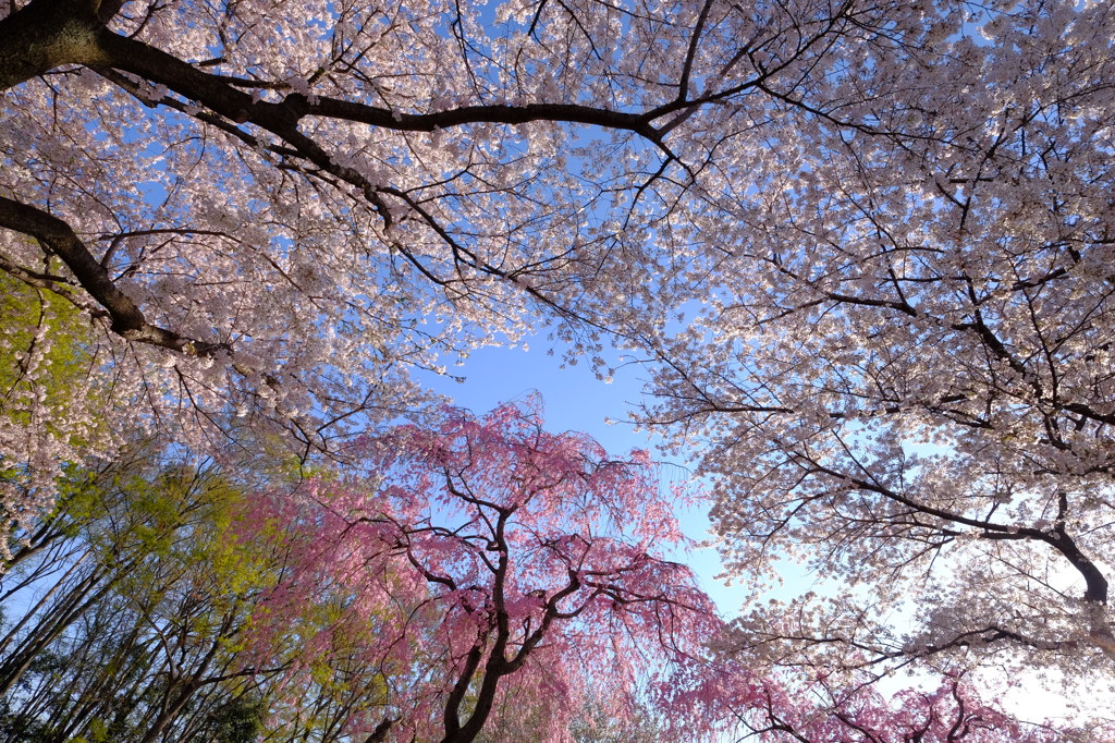 春の空