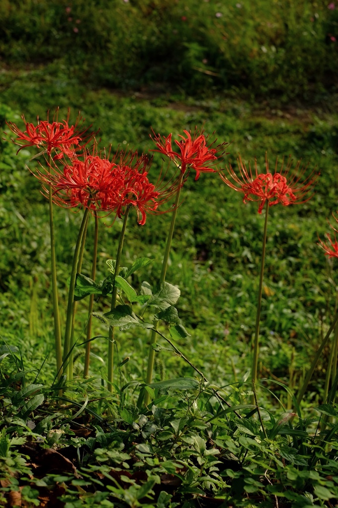 巾着田の曼珠沙華