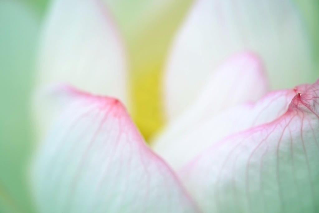 蓮華
