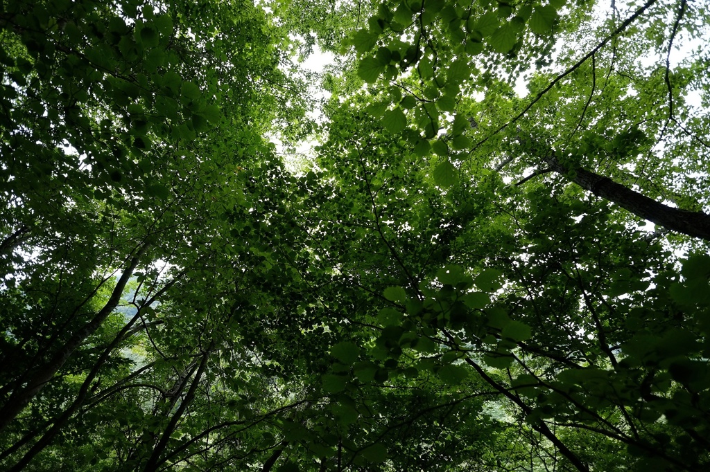 深緑