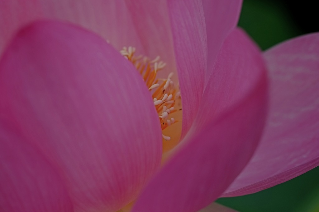 蓮華
