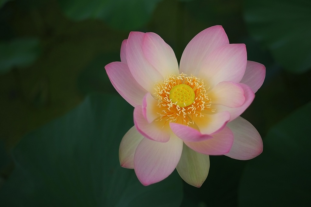 蓮華