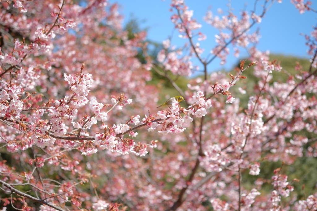 メジロと桜