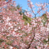 メジロと桜