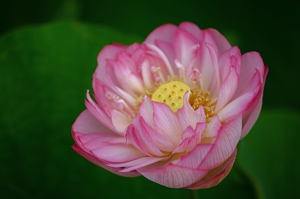 蓮華