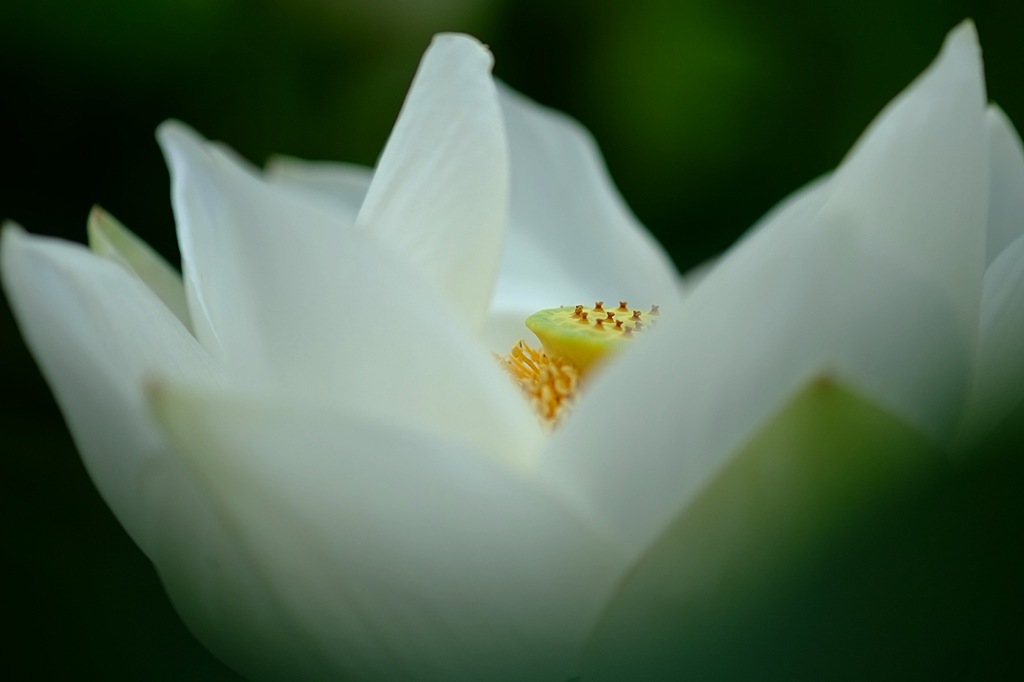 蓮華