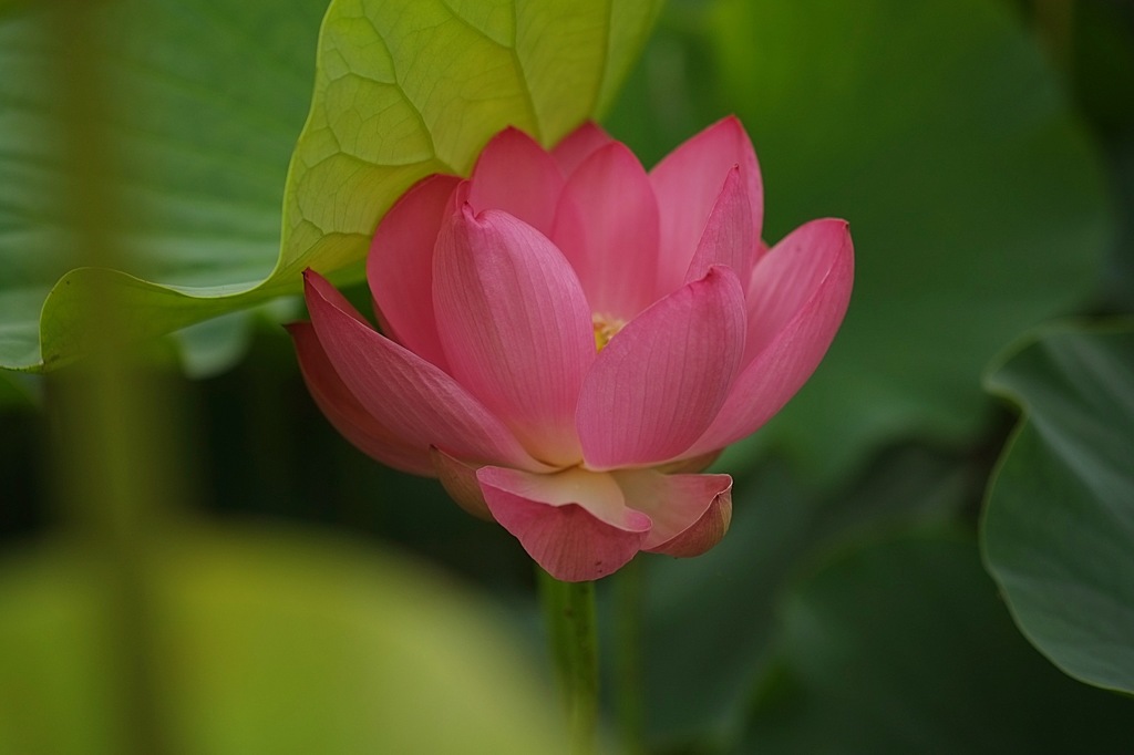 蓮華