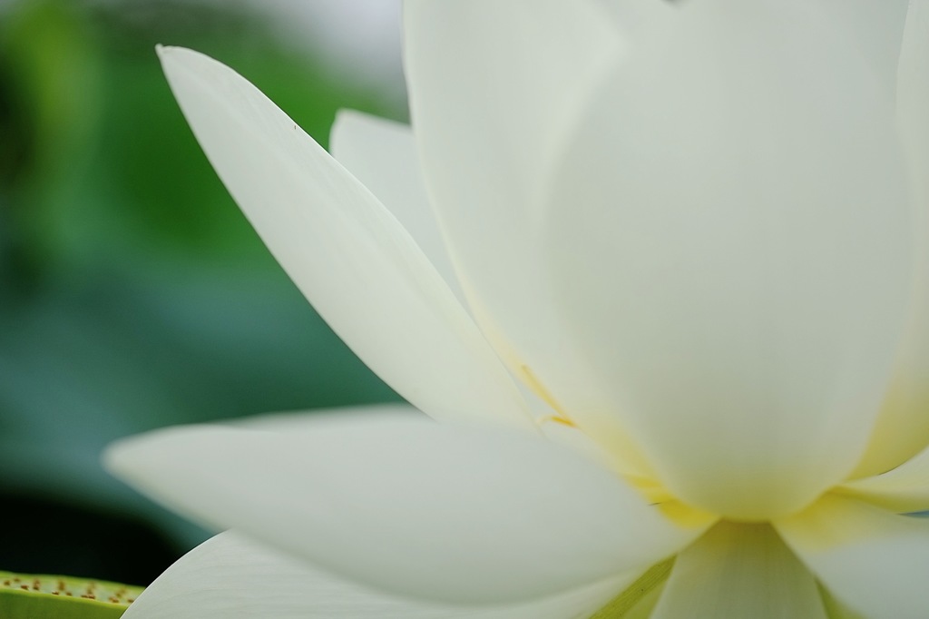 蓮華
