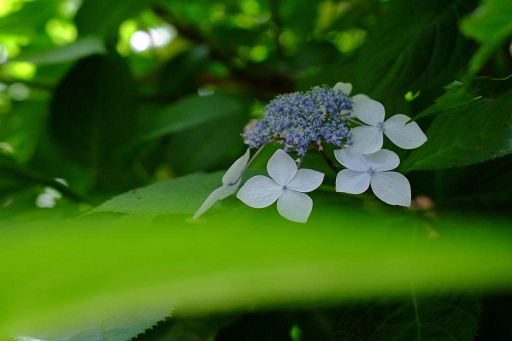 紫陽花