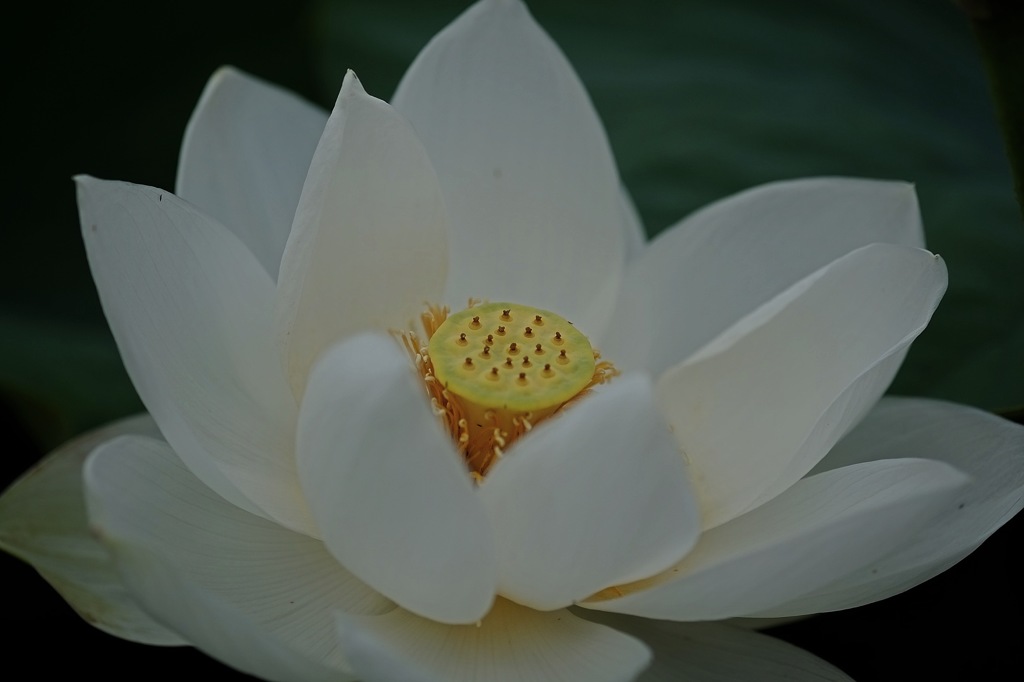 蓮華