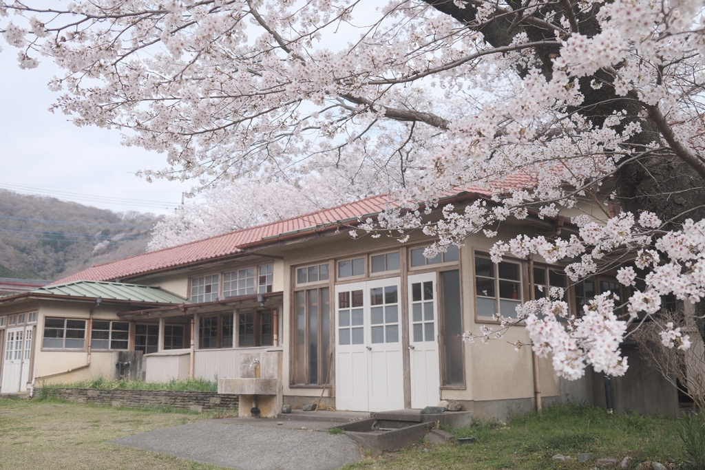 廃校のサクラ　下里分校