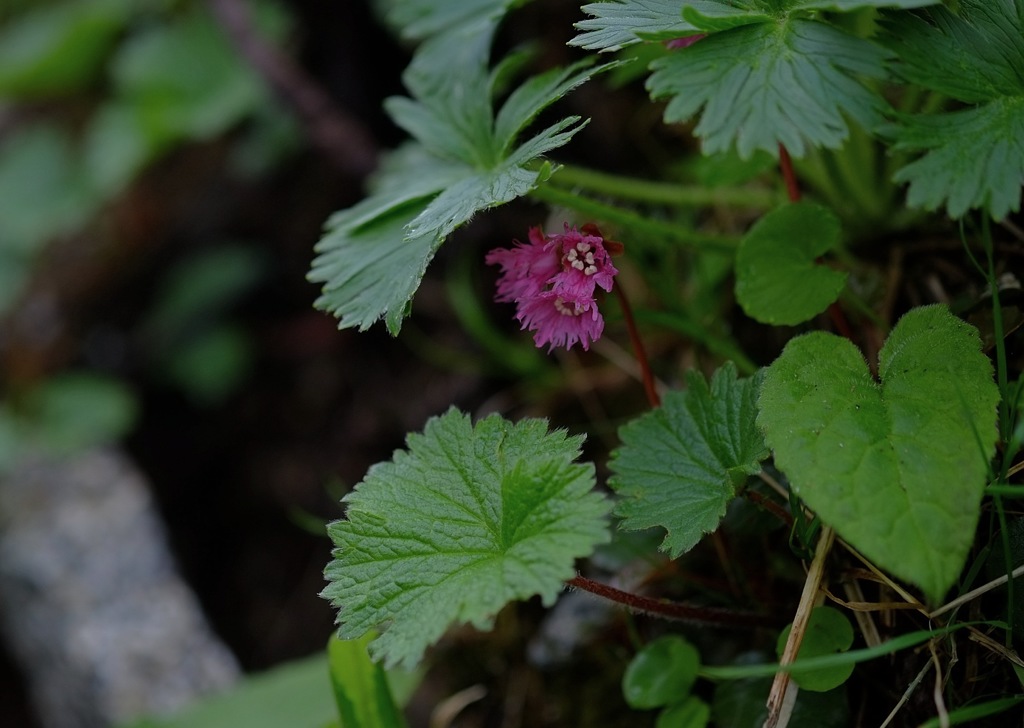 山に咲く花　駒ヶ岳