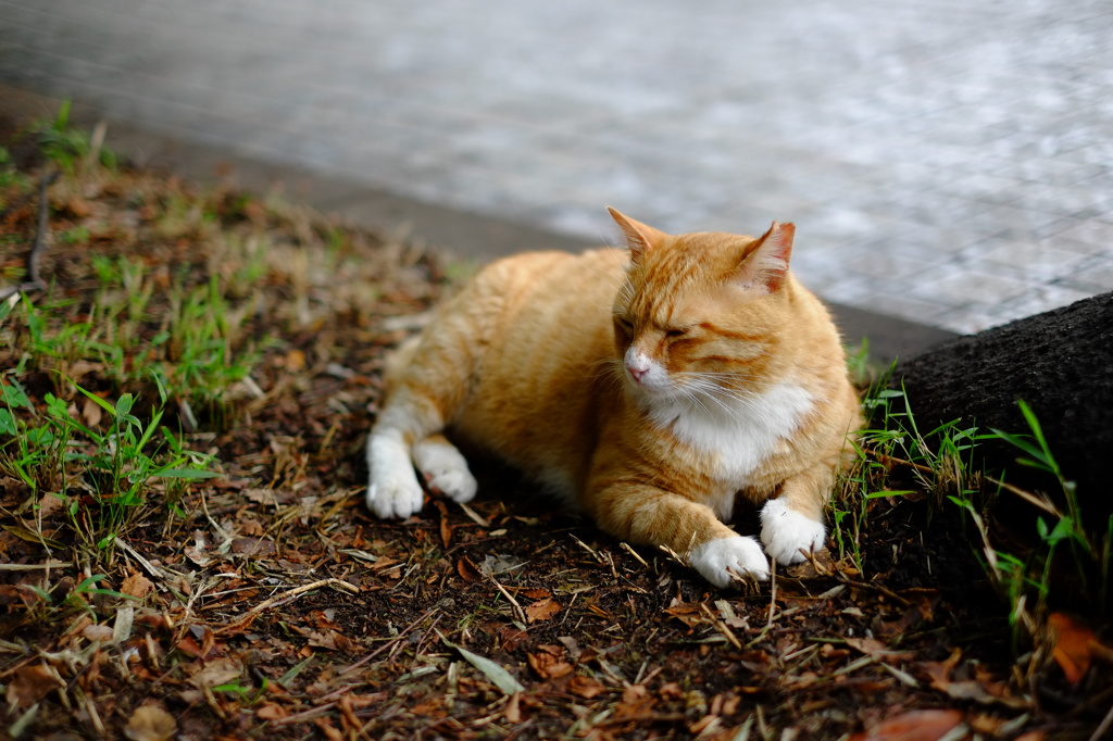 そと猫