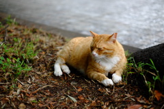 そと猫