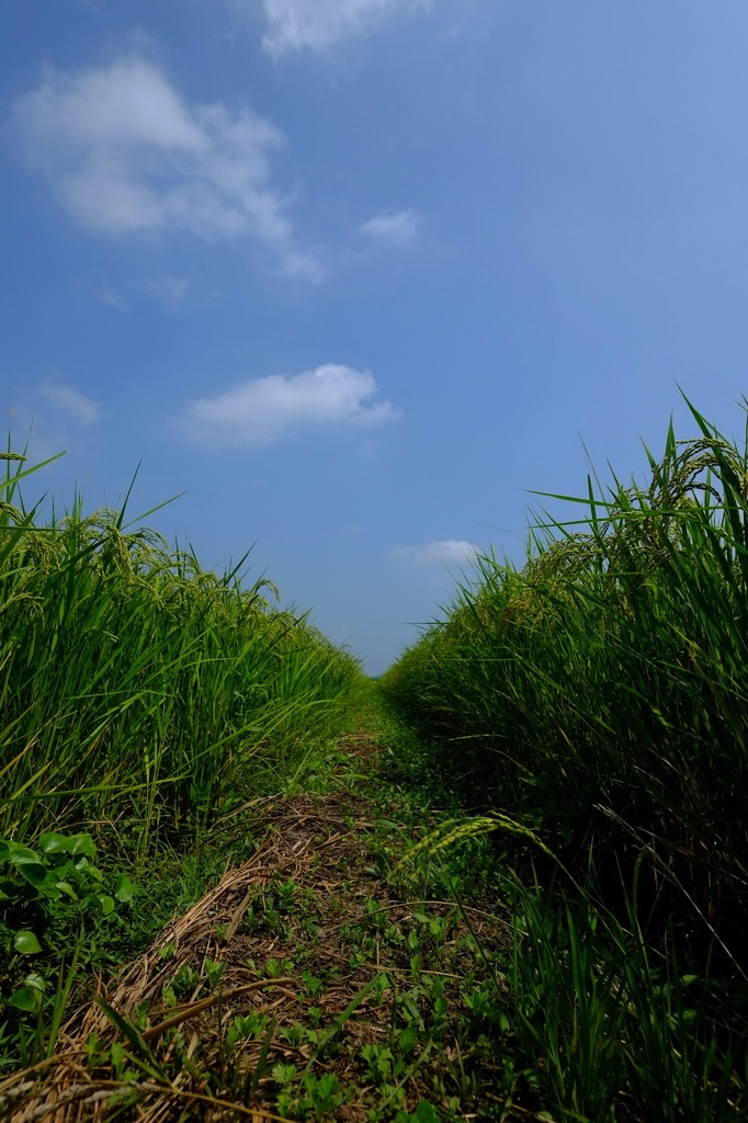 夏の田園