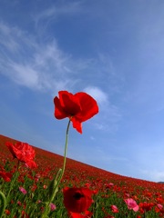 poppy