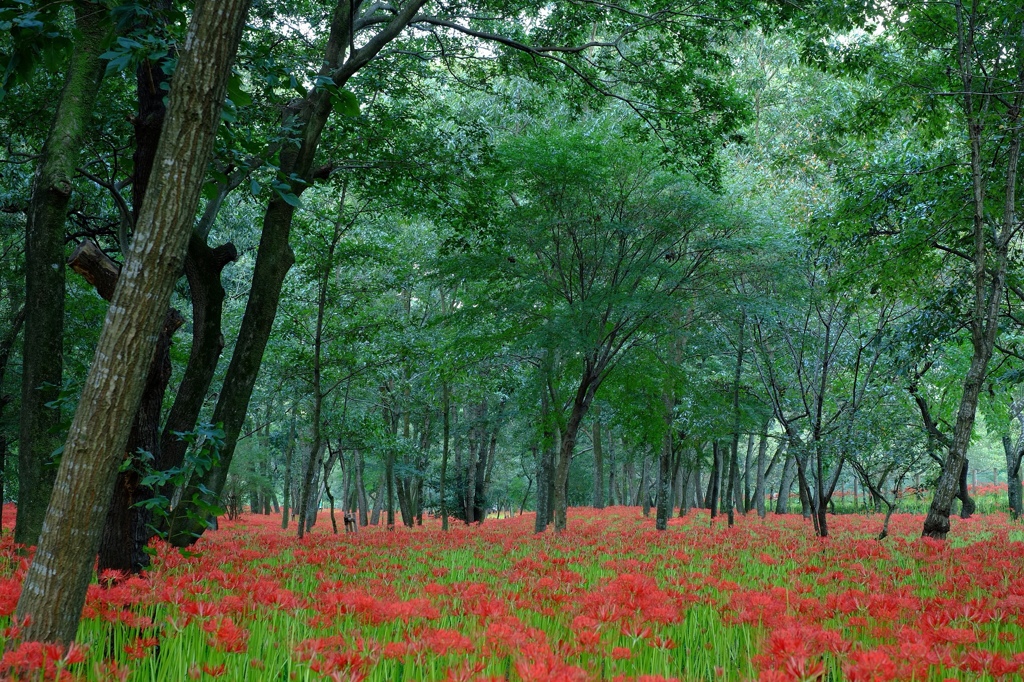 巾着田の曼珠沙華