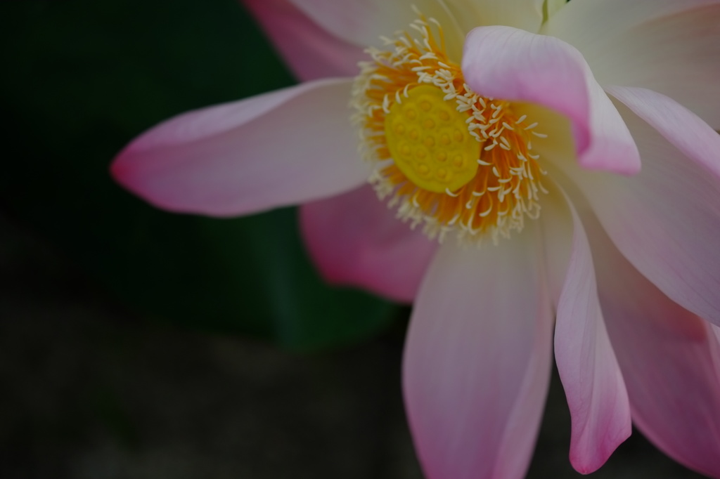 蓮華