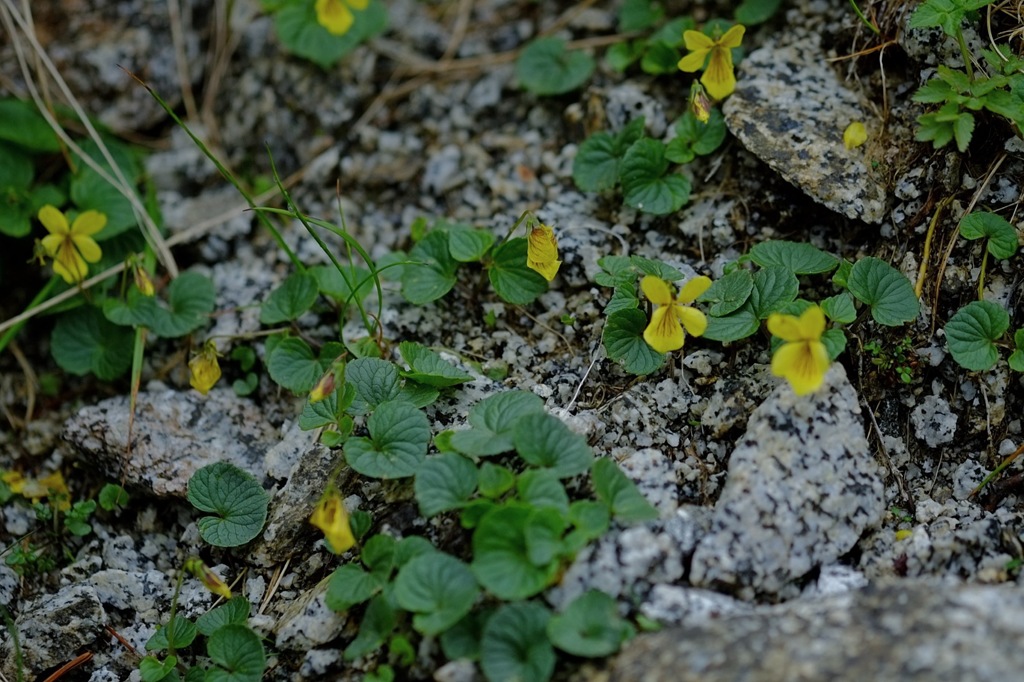 山に咲く花　駒ヶ岳