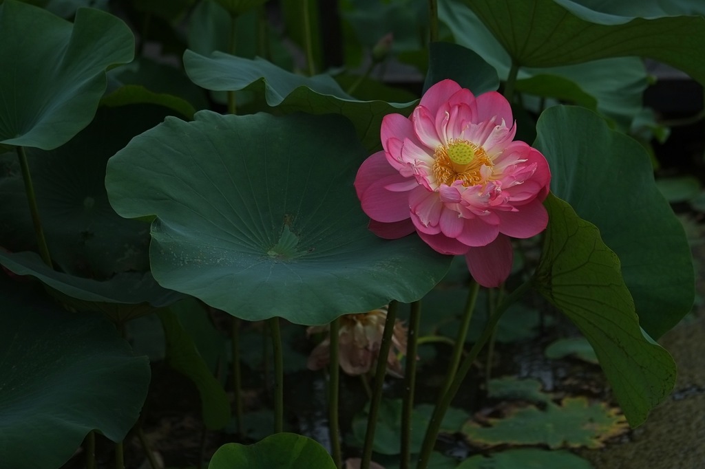 蓮華