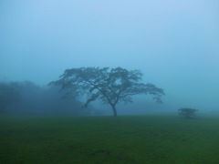 朝霧