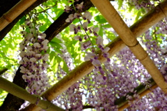 藤の花