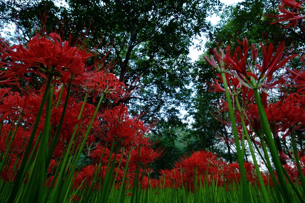 巾着田の曼珠沙華