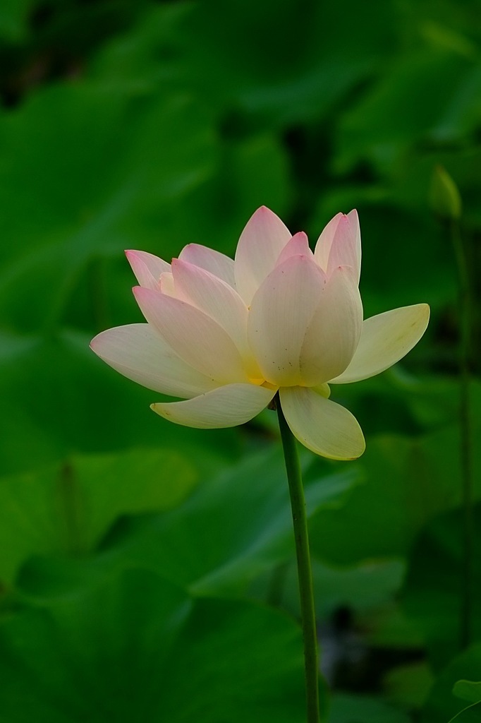 蓮華