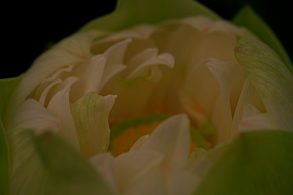 蓮華