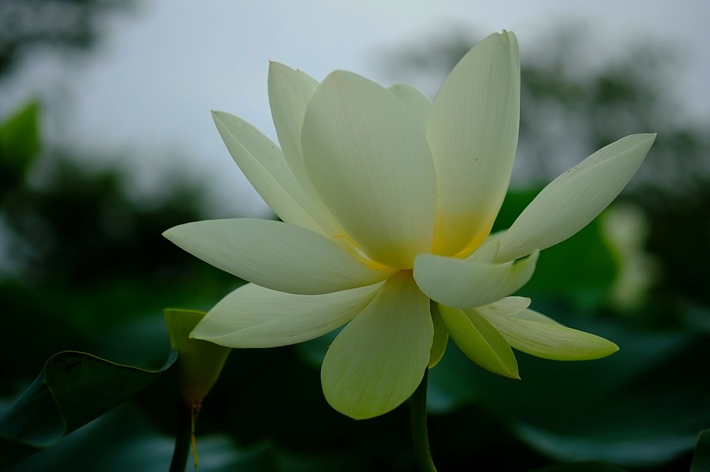 蓮華
