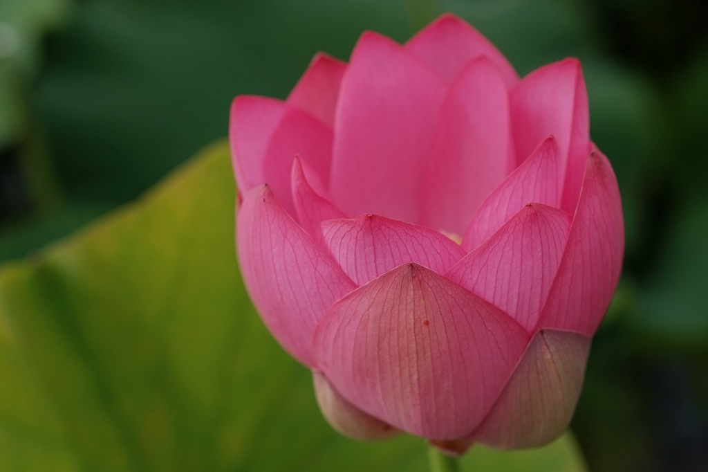 蓮華