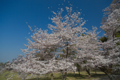 2018奈良公園