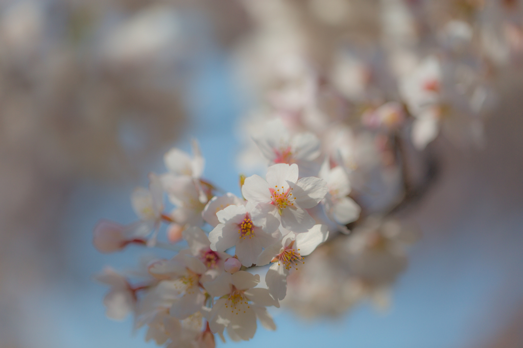 2018桜模様　色々