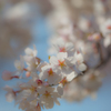 2018桜模様　色々