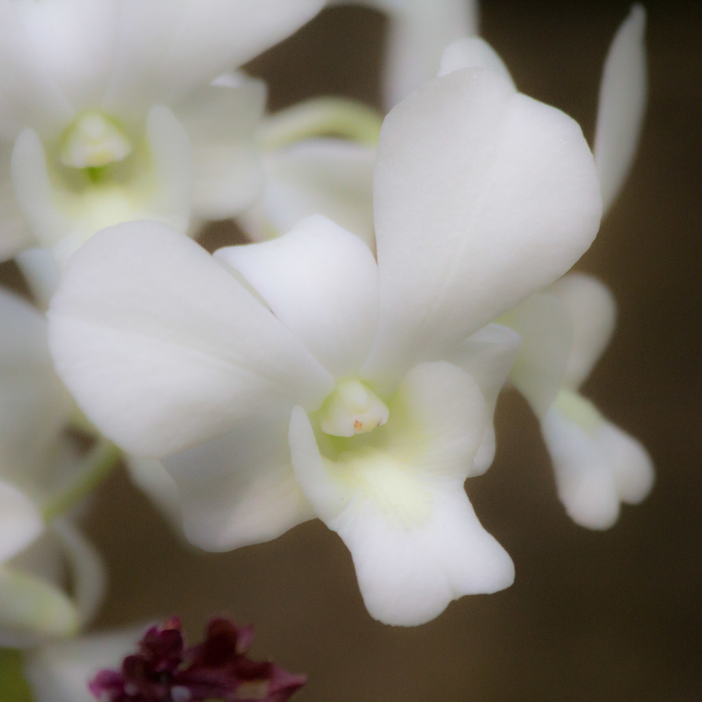 宇治植物公園にて