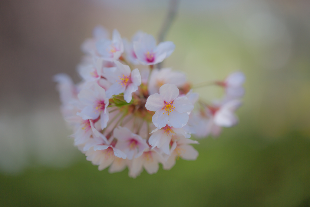 2018桜模様　色々