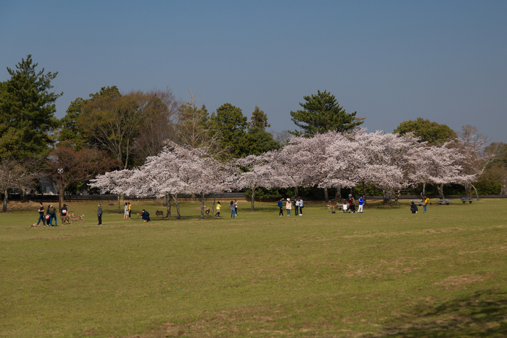 2018奈良公園