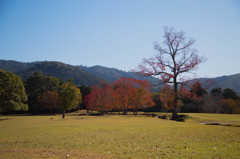 10月の奈良公園にて