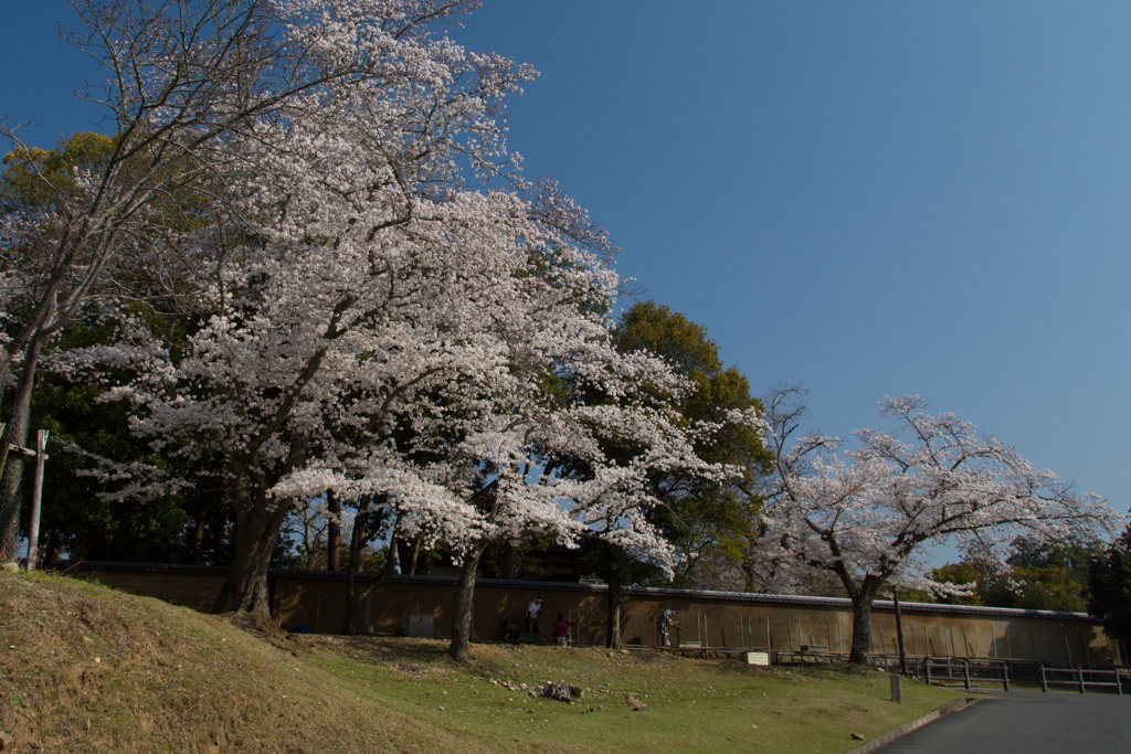2018奈良公園