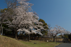 2018奈良公園
