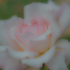 2017薔薇　霊山寺