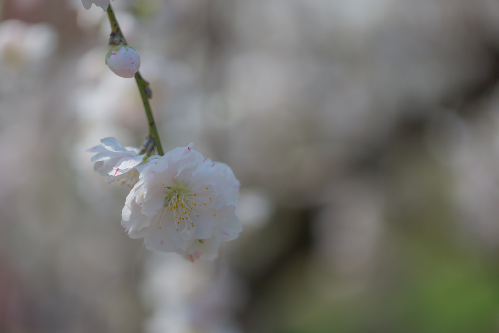 2018桜模様　色々